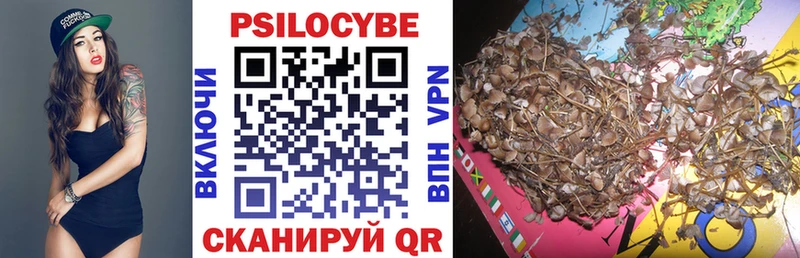 где купить   Торопец  Псилоцибиновые грибы Psilocybine cubensis 